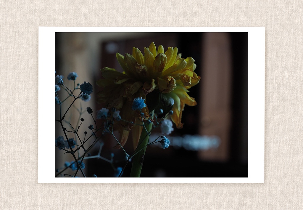 ポストカード 写真 No.23 ダリア 花
