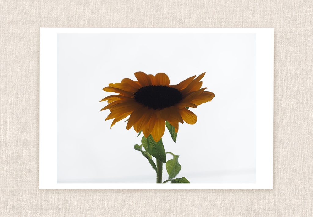 ポストカード 写真 No.24 ひまわり 黄色い花 植物