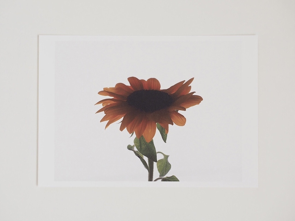 ポストカード 写真 No.24 向日葵 黄色い花 植物