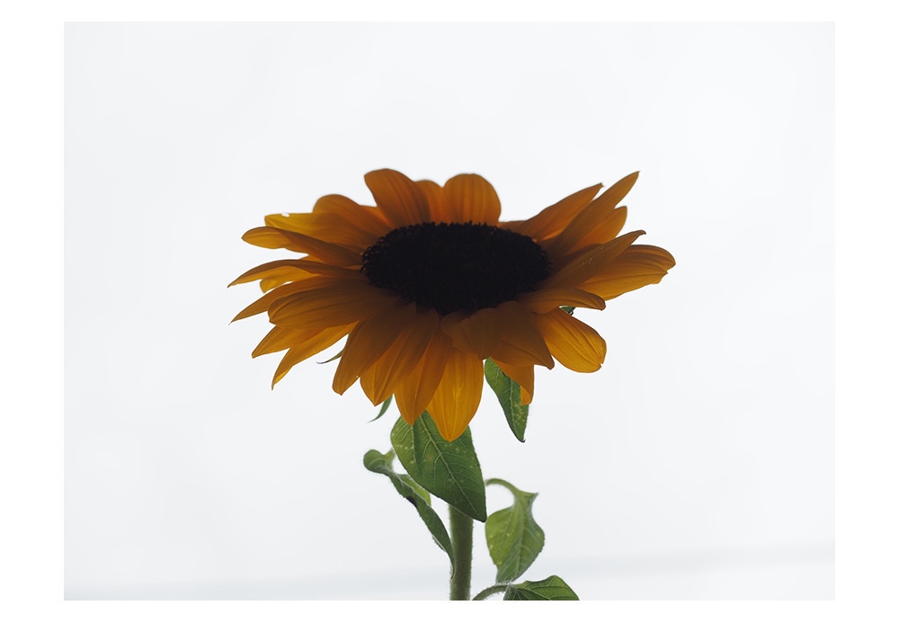 ポストカード 写真 No.24 ひまわり 黄色い花 植物