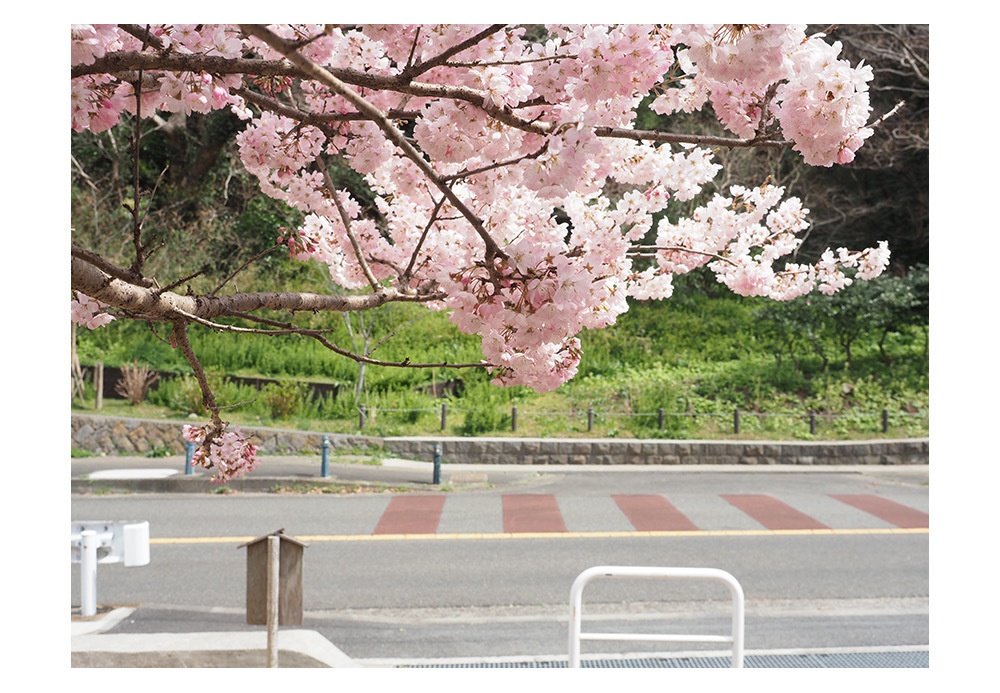 ポストカード 写真 No.26 桜