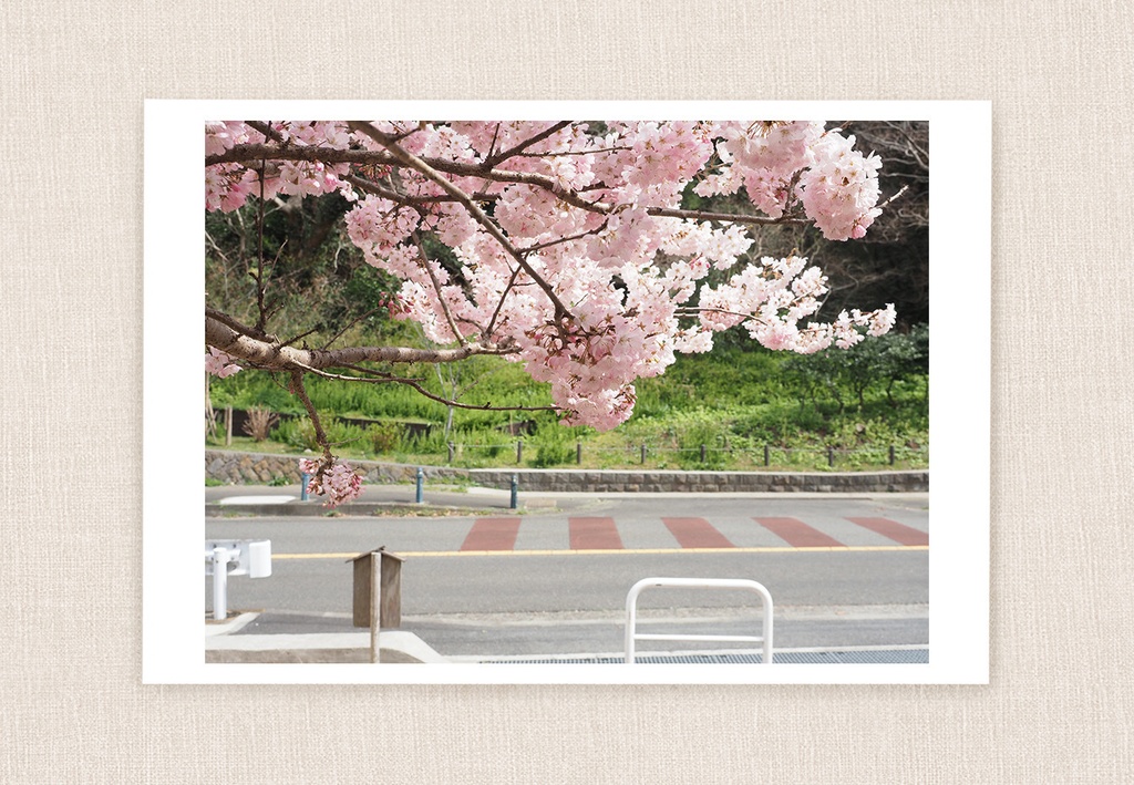 ポストカード 写真 No.26 桜