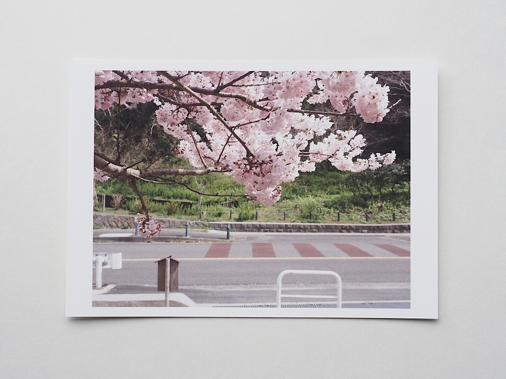 ポストカード 写真 No.26 桜
