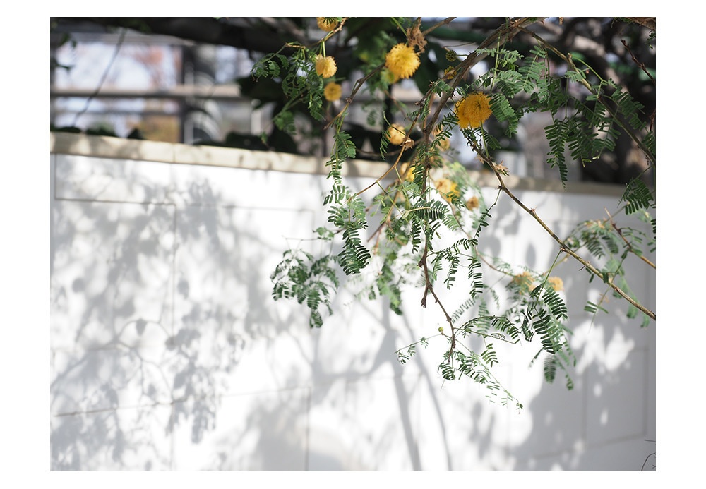 ポストカード 写真 No.28 植物 黄色い花