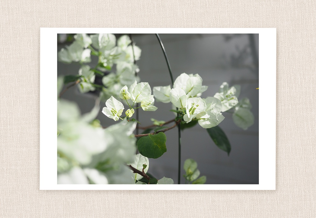 ポストカード 写真 No.29 ブーゲンビレア 白い花 植物