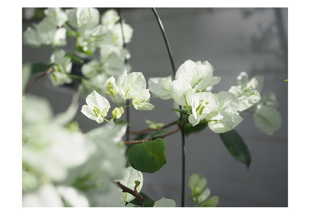 ポストカード 写真 No.29 ブーゲンビレア 白い花 植物