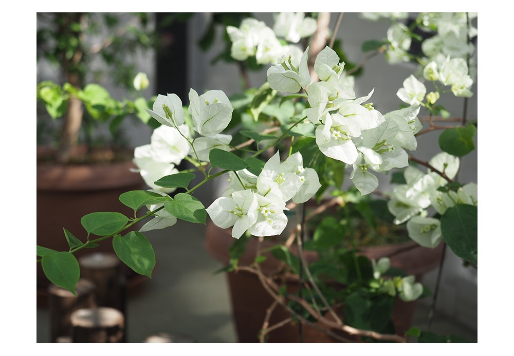 ポストカード 写真 No.30 ブーゲンビレア 白い花 植物