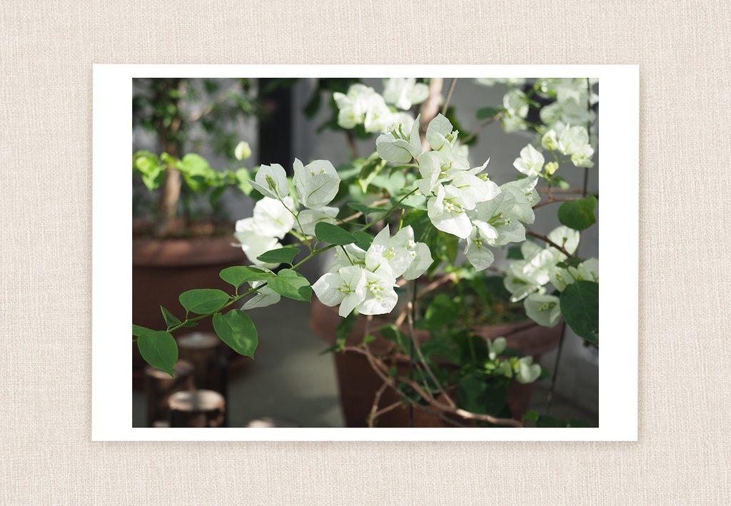 ポストカード 写真 No.30 ブーゲンビレア 白い花 植物
