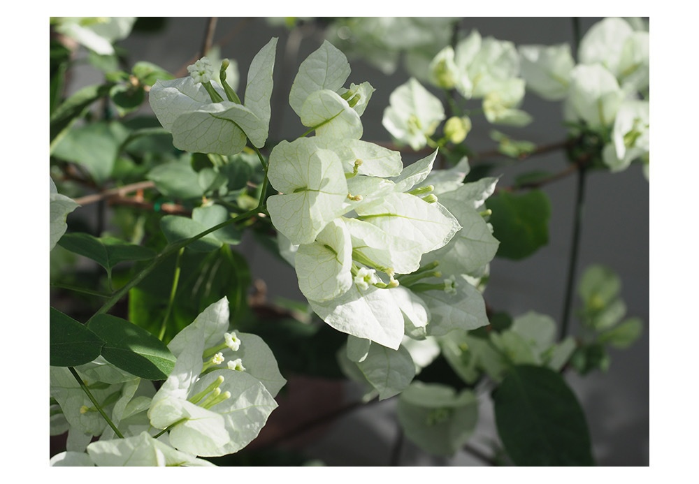 ポストカード 写真 No.31 ブーゲンビレア 白い花 植物