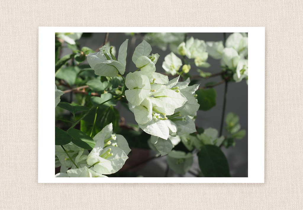 ポストカード 写真 No.31 ブーゲンビレア 白い花 植物