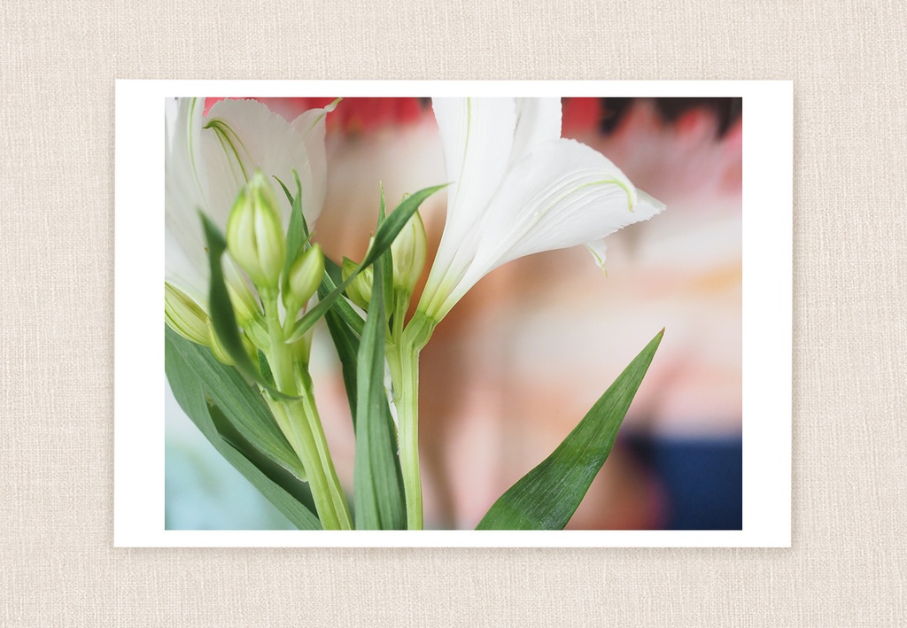 ポストカード 写真 No.32 白い花 色彩 植物