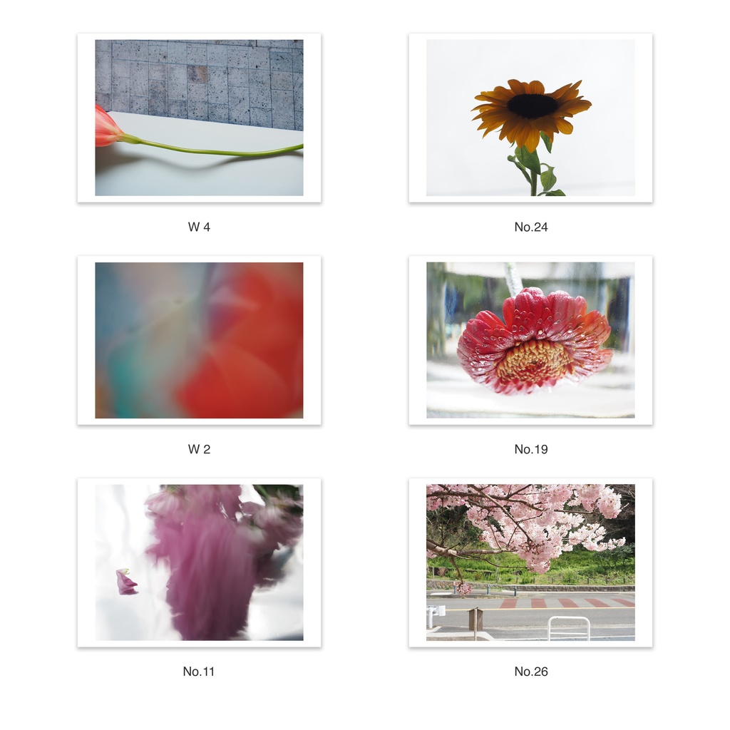 選べる5枚セット | ポストカード 写真 | 風景 花・植物 建築 抽象