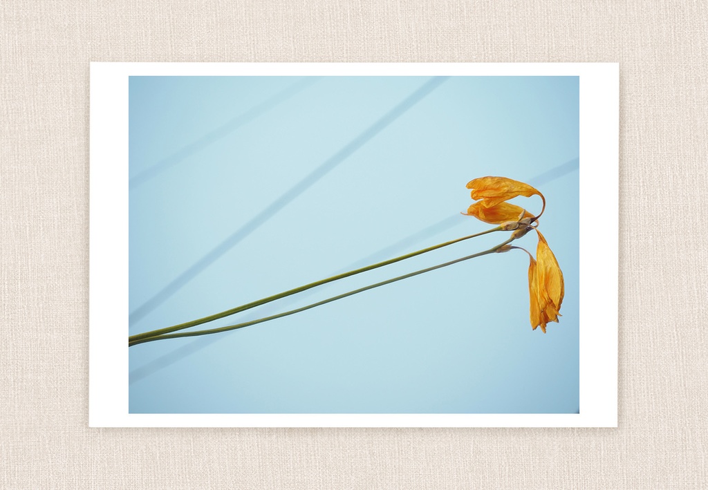 ポストカード 写真 「message」| 枯れたフリージア 黄色い花