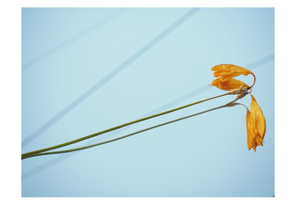 ポストカード 写真 「message」| 枯れたフリージア 黄色い花