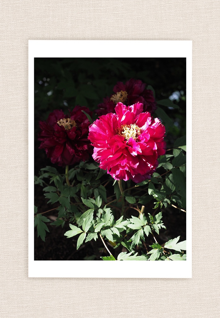 ポストカード 写真 No.34 | 牡丹 花 植物 紫