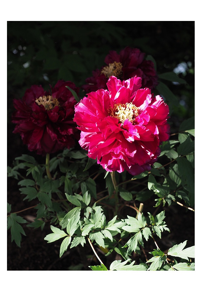 ポストカード 写真 No.34 | 牡丹 花 植物 紫