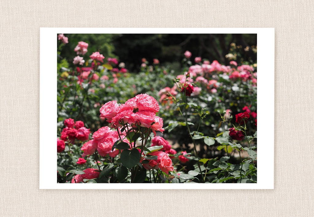初夏の薔薇 | 写真 ポストカード No.40