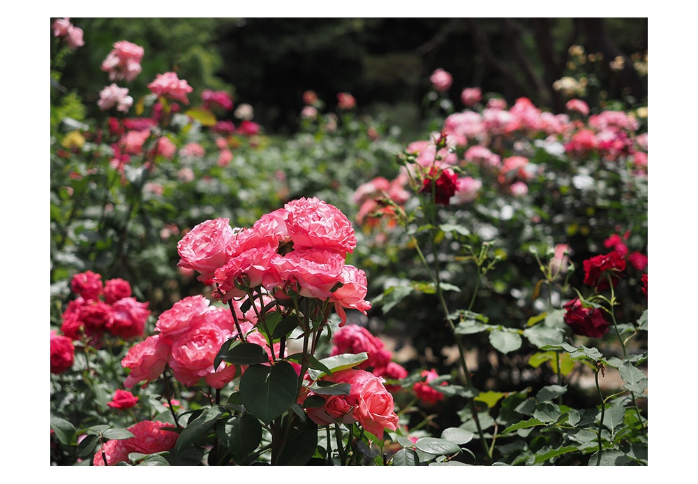 初夏の薔薇 | 写真 ポストカード No.40