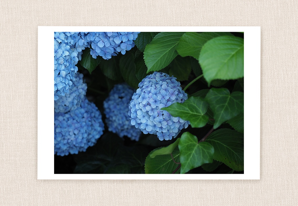 ブルーの紫陽花 | 写真 ポストカード No.37