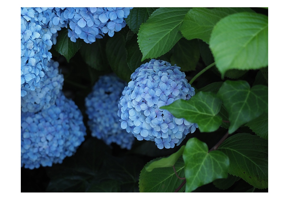 ブルーの紫陽花 | 写真 ポストカード No.37