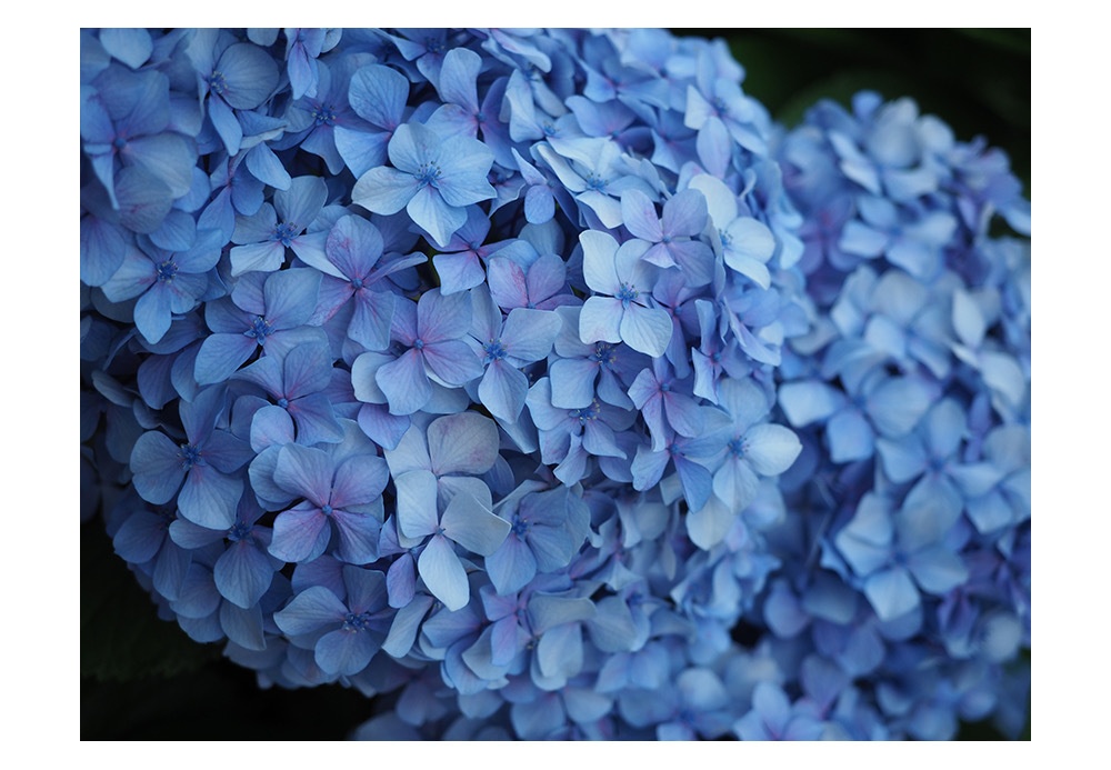 紫陽花、ブルーの世界 | 写真 ポストカード No.38