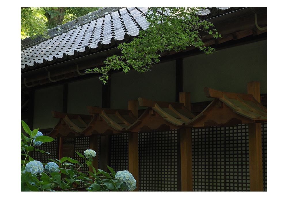 紫陽花が咲く頃 | 写真 ポストカード No.39