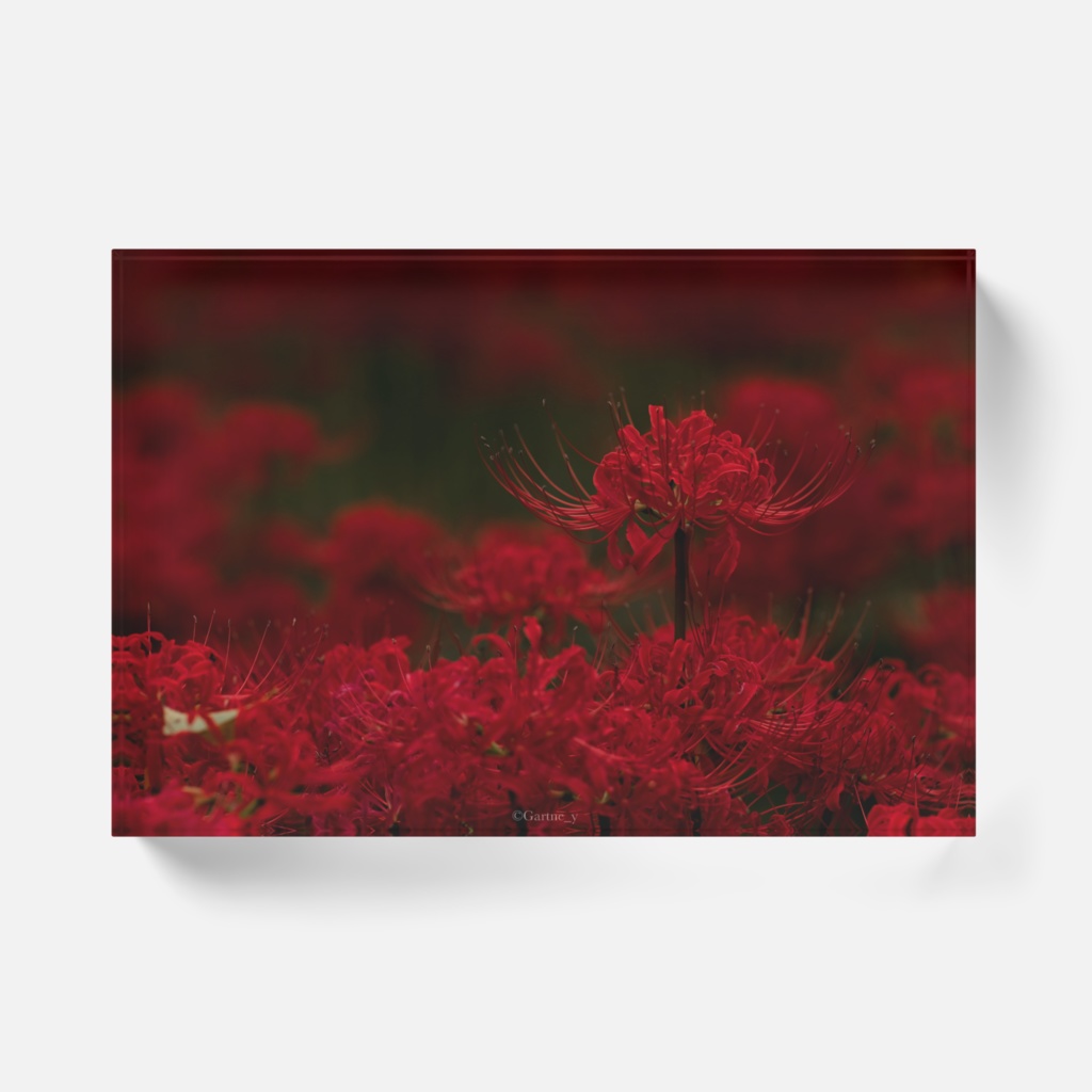 Lycorias soleggiati.