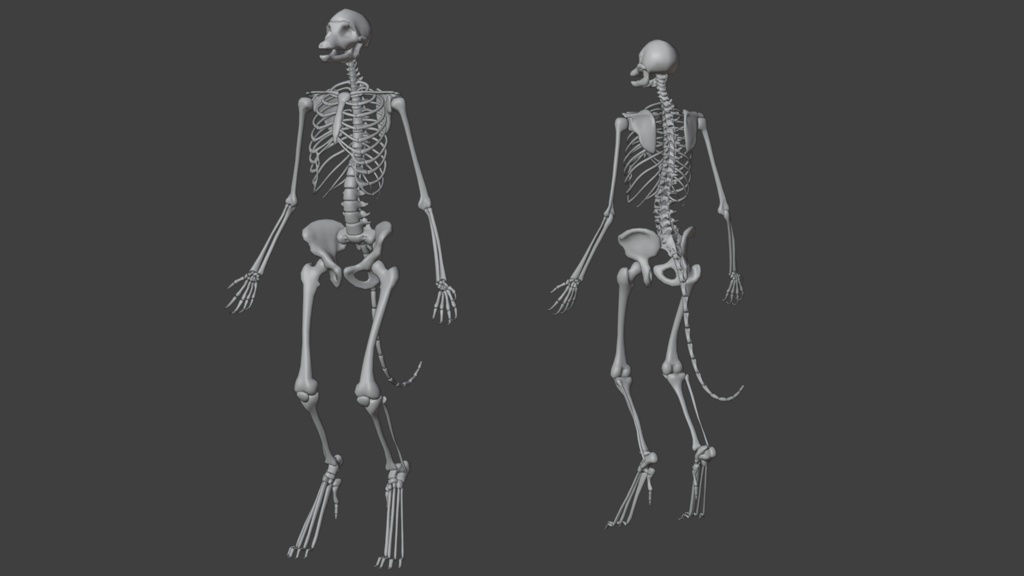 ハイブリッド解剖学モデル「Harmony:||」