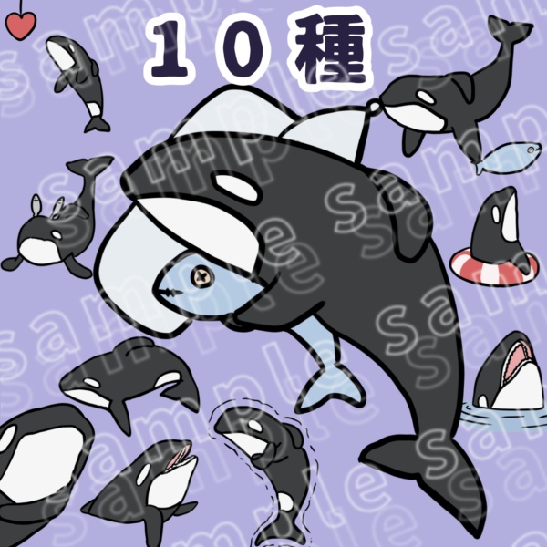 ゆるいシャチのイラスト