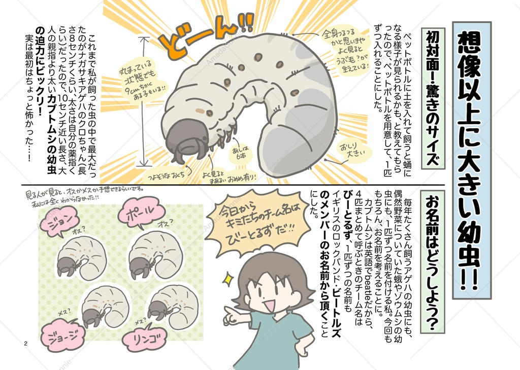 レポート本「かぶとむしんぶん」