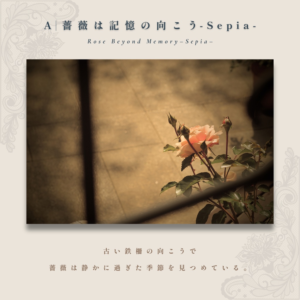 表紙・挿絵・ヘッダー素材|アンティーク・シャビーシックの薔薇写真『記憶の薔薇 - 古い壁の向こう』4枚セット