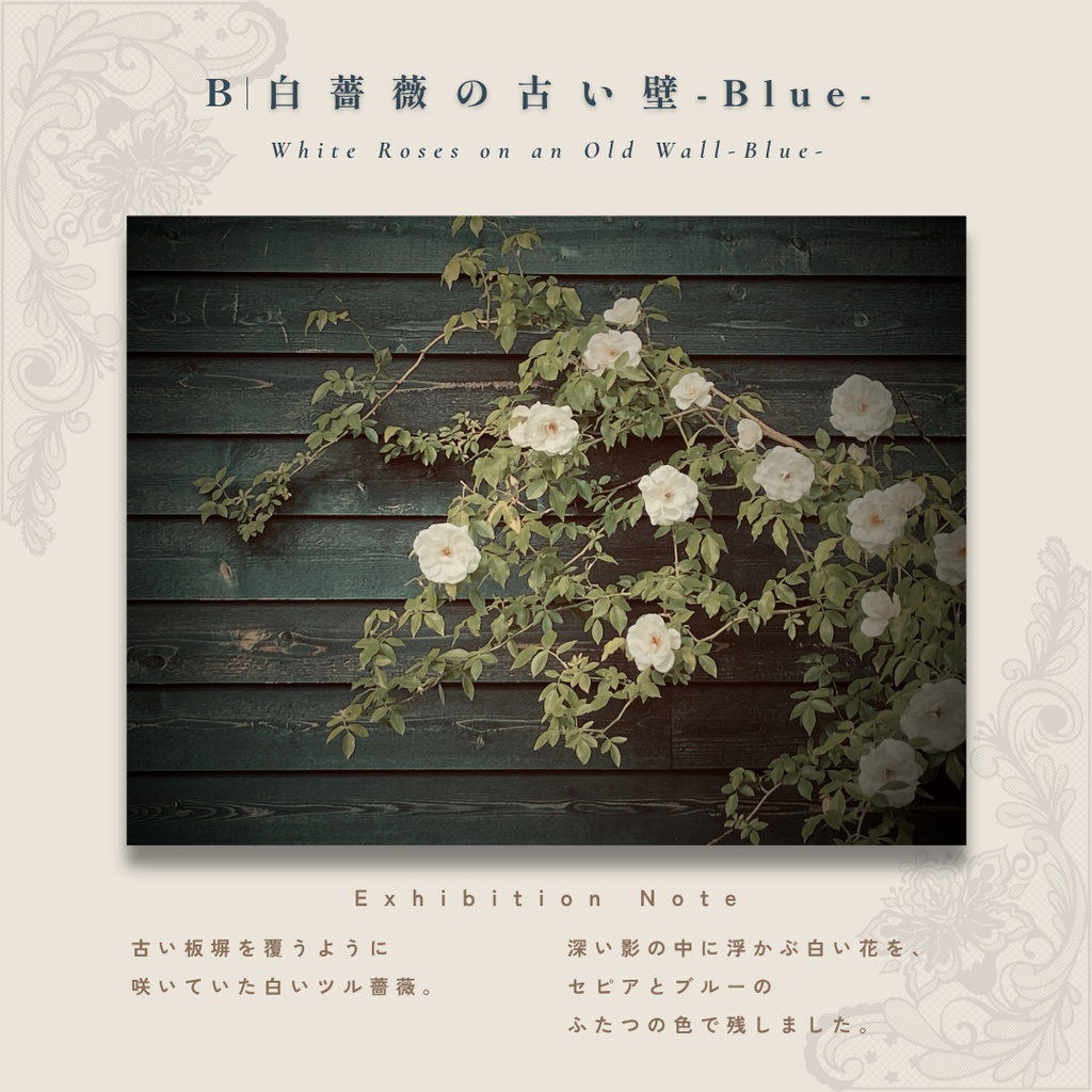 表紙・挿絵・ヘッダー素材|アンティーク・シャビーシックの薔薇写真『記憶の薔薇 - 古い壁の向こう』4枚セット