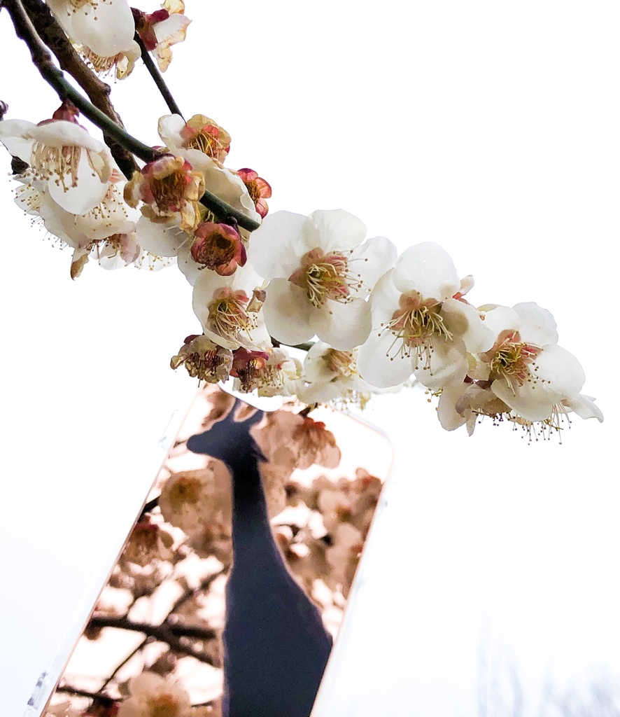 #映せ世界 ケース 「キリン」 (iPhone7、8)