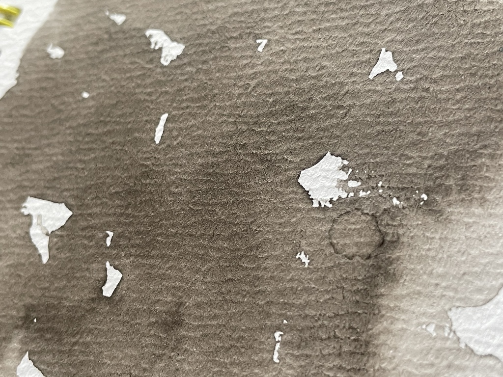 10/17再入荷「イカ墨セピア」