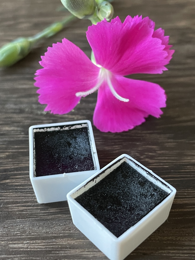 10/17再入荷「イカ墨セピア」