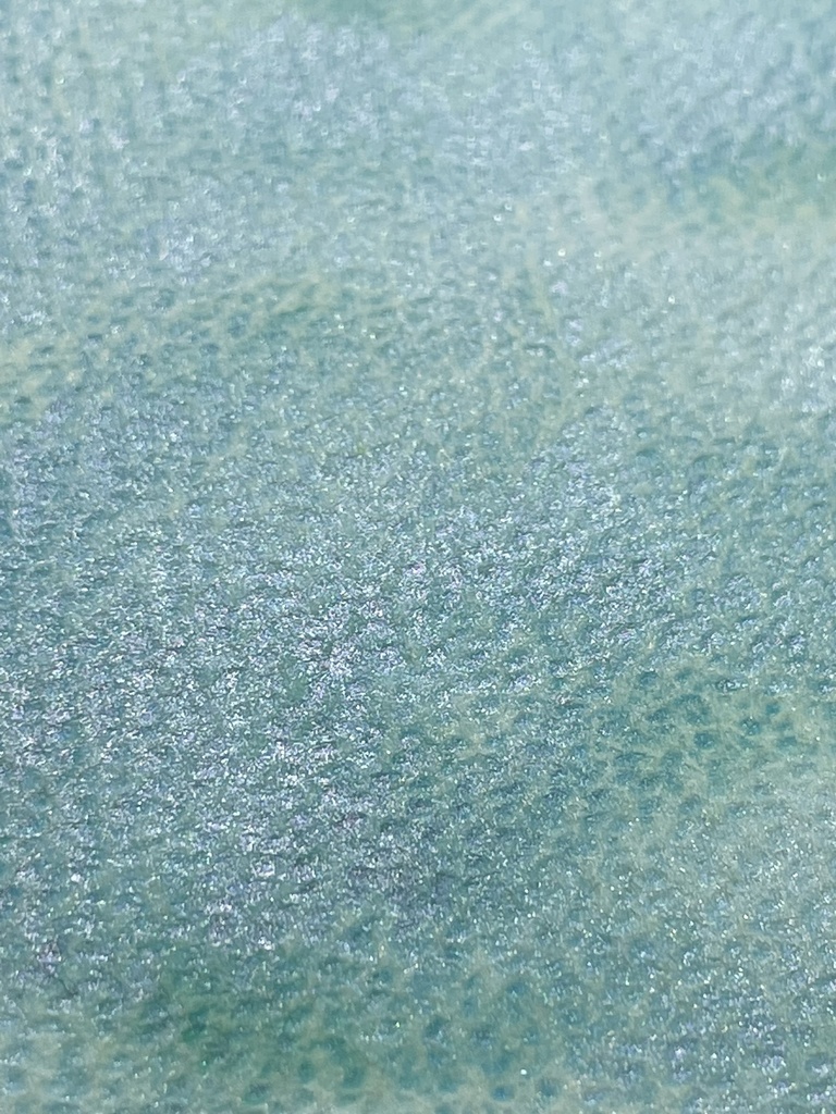 2025.1.4 21時販売「乙巳(きのとみ)」