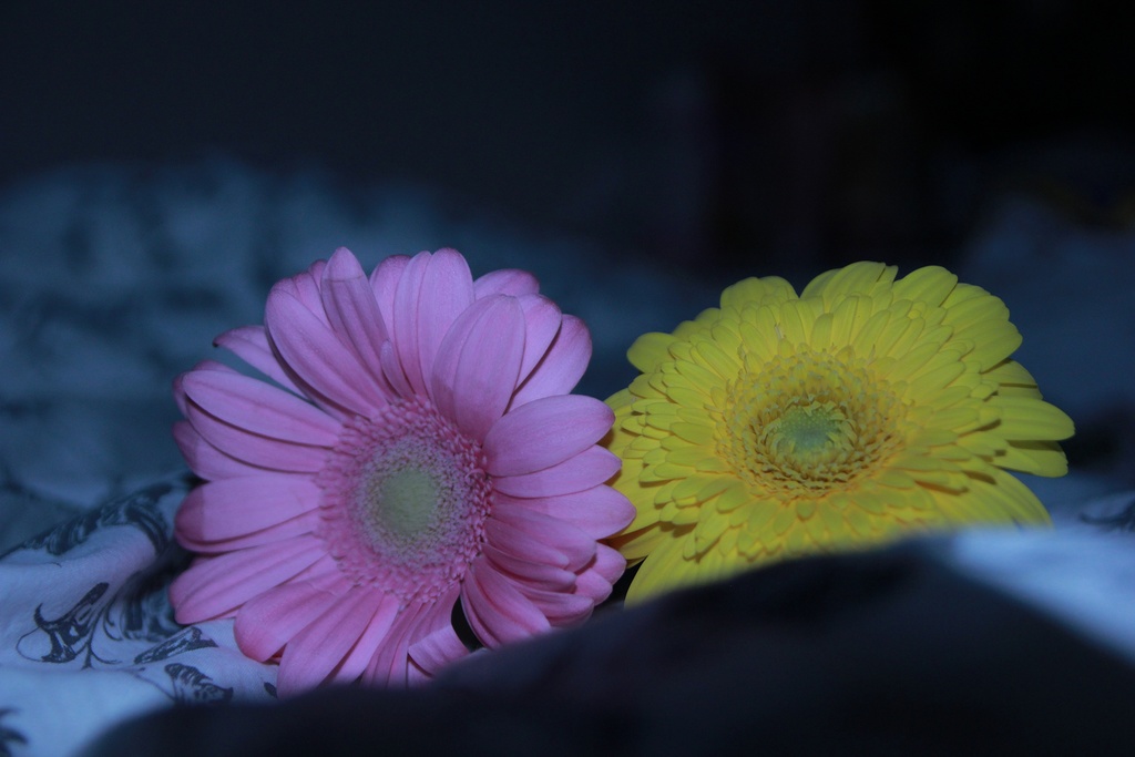 花（ポストカード）