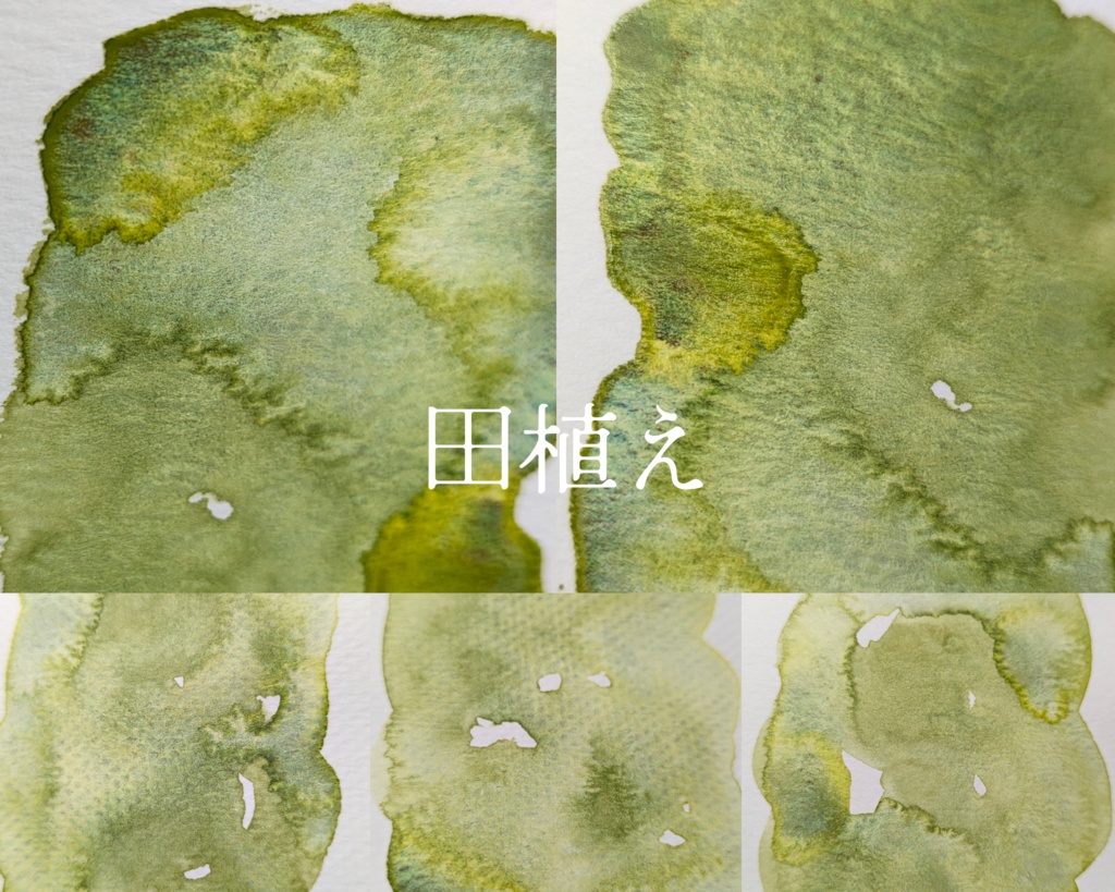 【6月】コケ系分離色