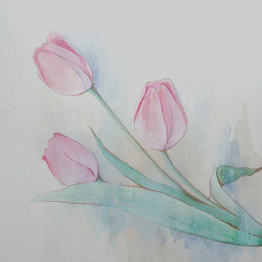 チューリップ　原画