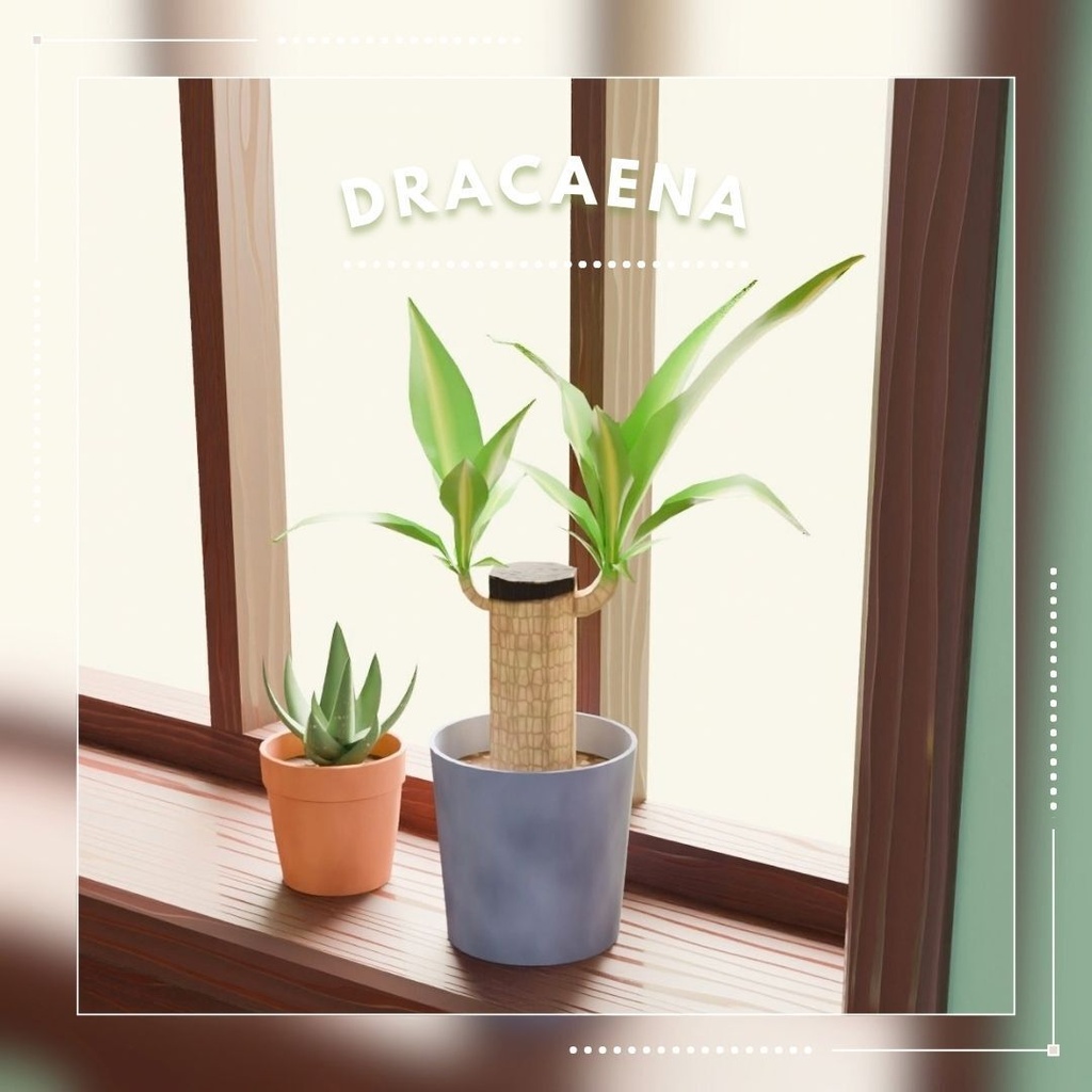 【無料】観葉植物（ドラセナ）