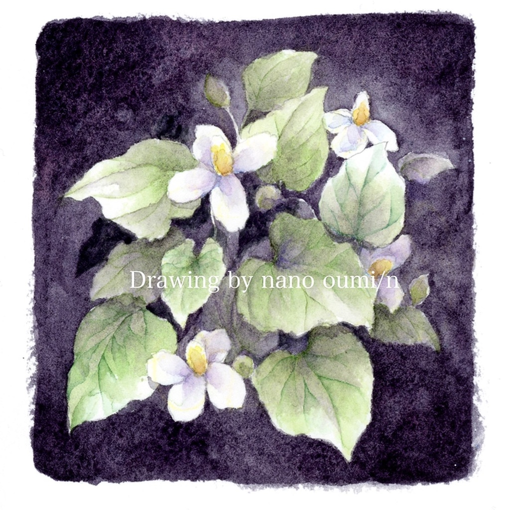 ドローイング「どくだみ①」