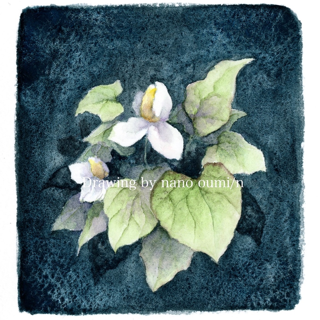 ドローイング「どくだみ②」