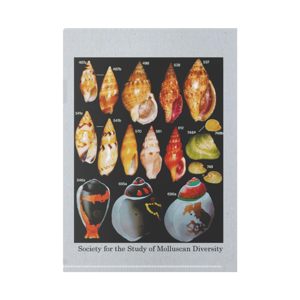 小笠原の貝類クリアファイル