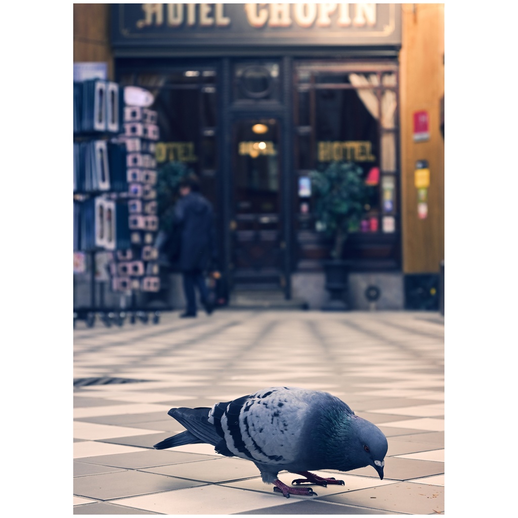 「ショパンの鳩」額付き写真作品〜Bonjourシリーズより〜写真展展示品