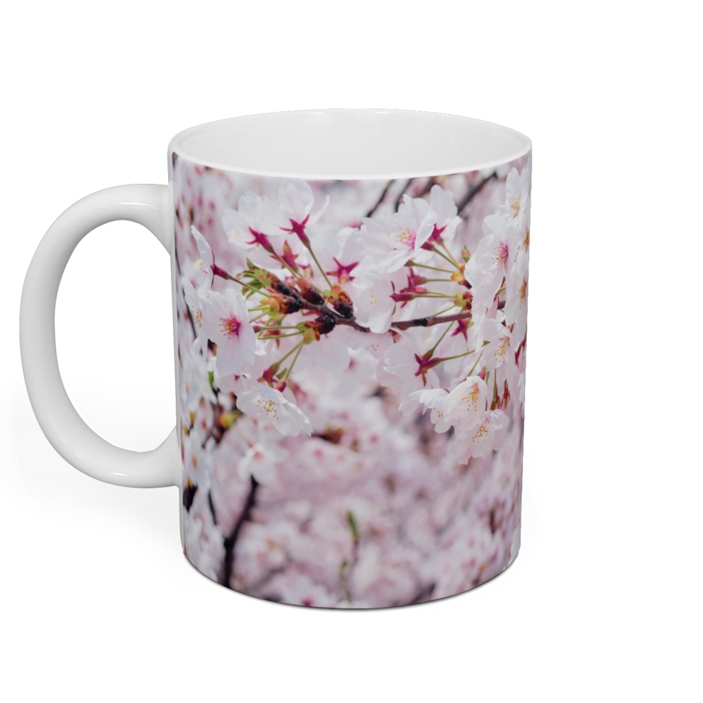 満開の桜(写真)