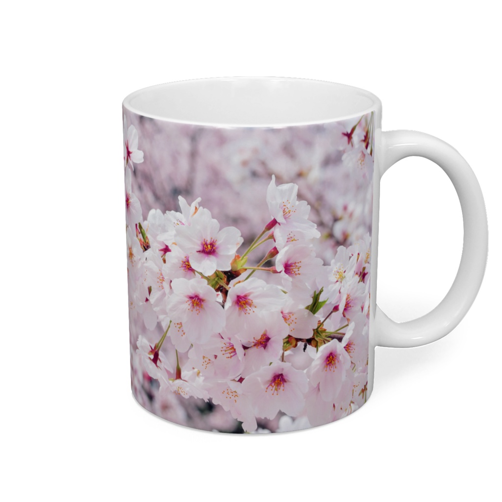 満開の桜（写真）