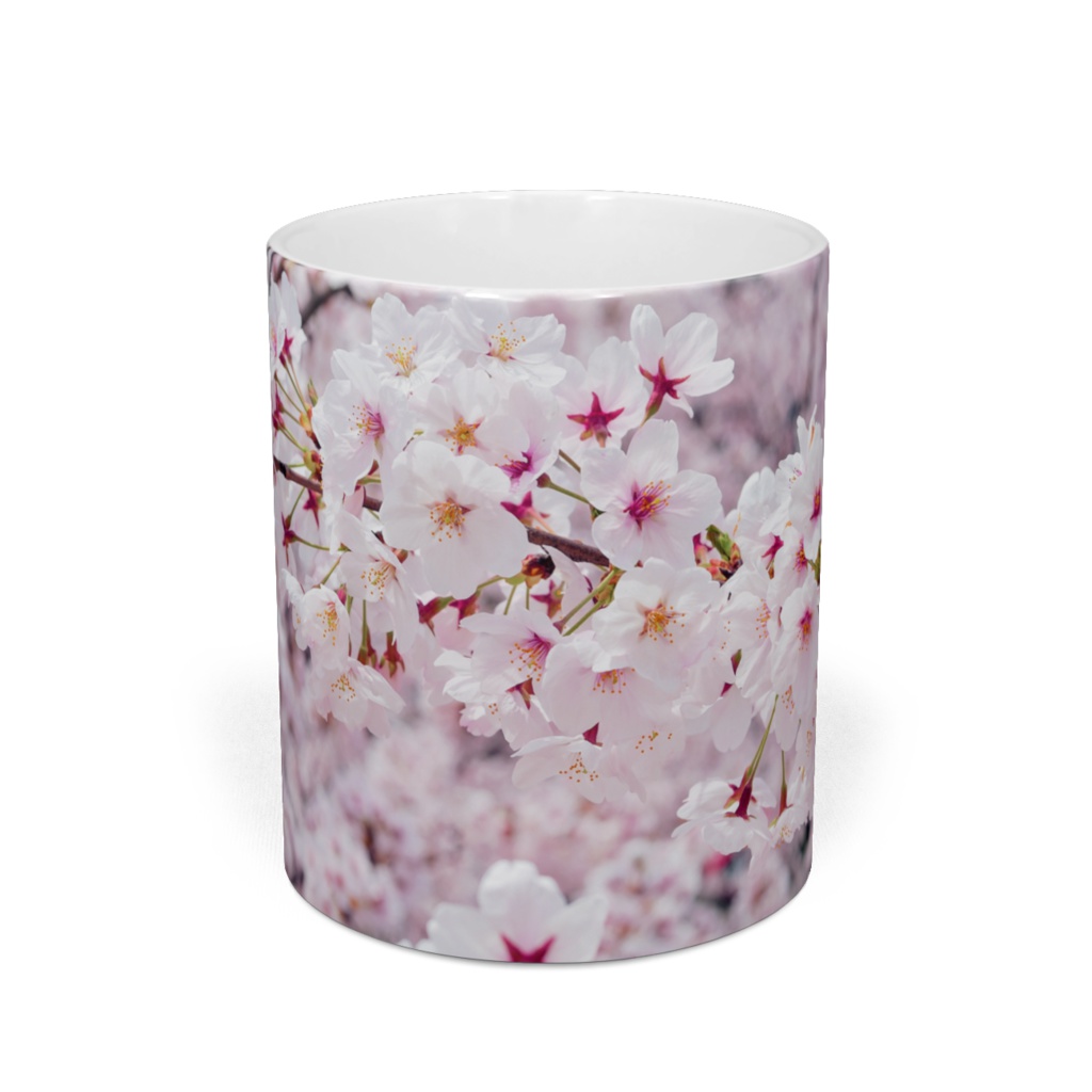 満開の桜(写真)