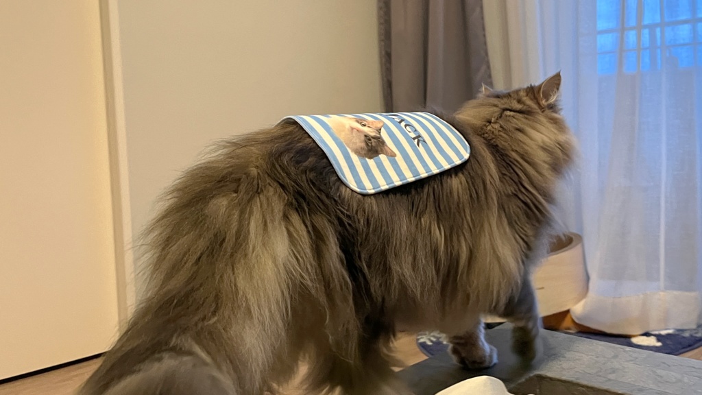 ジャックさん6歳アニバーサリーミニハンカチタオル