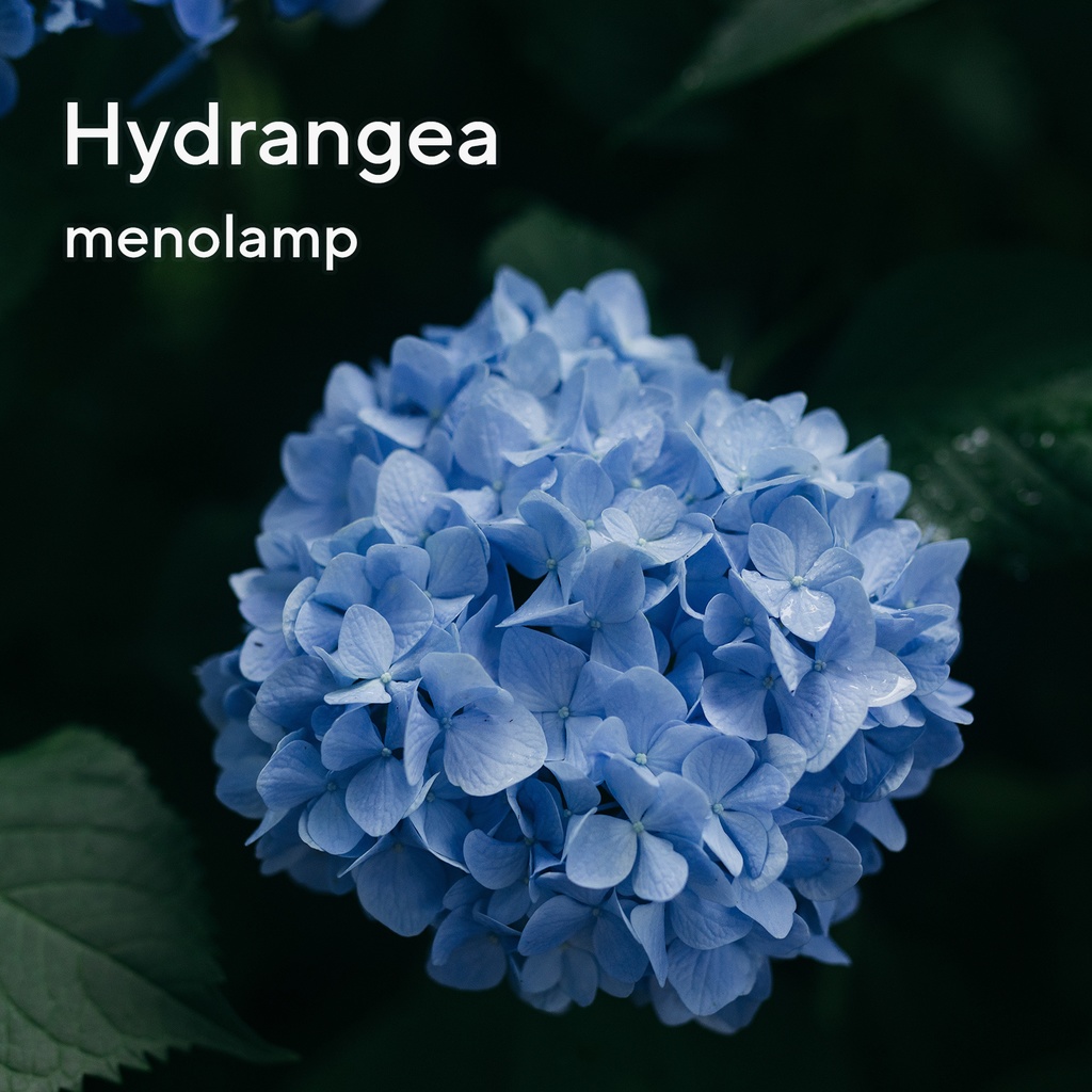 Hydrangea