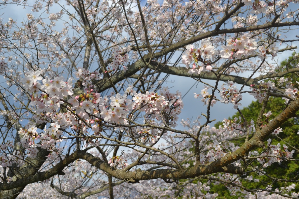 2026年桜前線